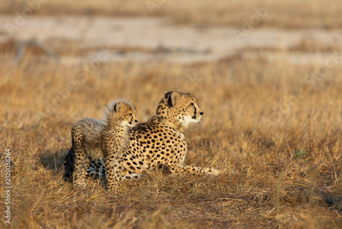 A cheetah mother and her cub in golden light