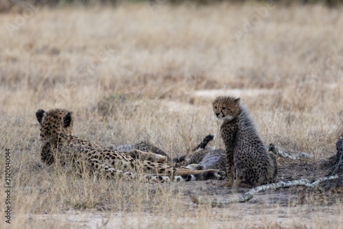A cheetah mother resting with her small cubs