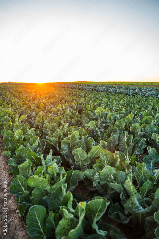 Obraz premium Cabbage crops growing in farm field during golden hour sunset, showing agricultural landscape and fresh organic vegetables