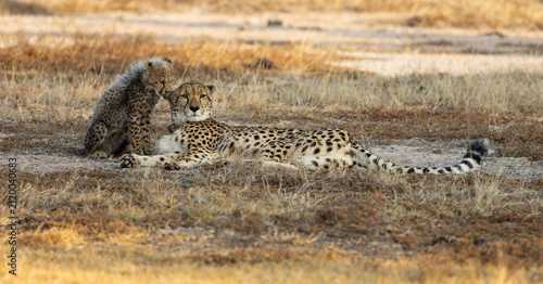 A cheetah mother and her cub in golden light