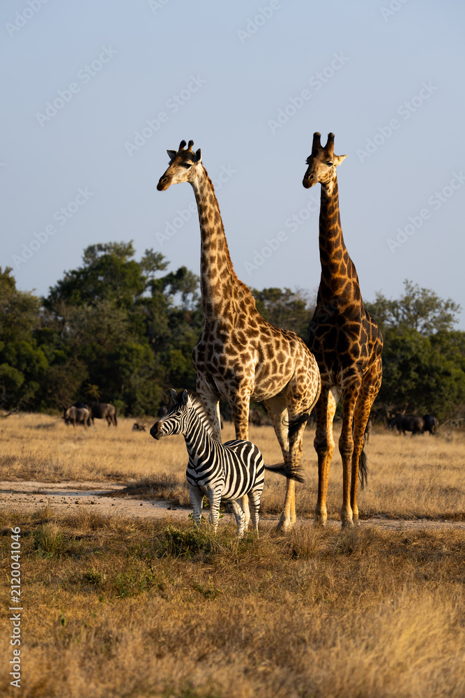 Obraz premium giraffes, zebra and blue wildebeest