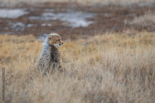 Photography A cheetah cub looking like a honey badger