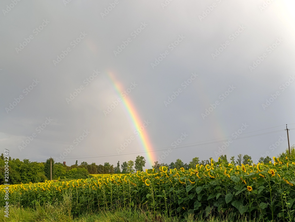Obraz premium Dramatic Double Rainbow over Agricultural Sunflower Field in Countryside
