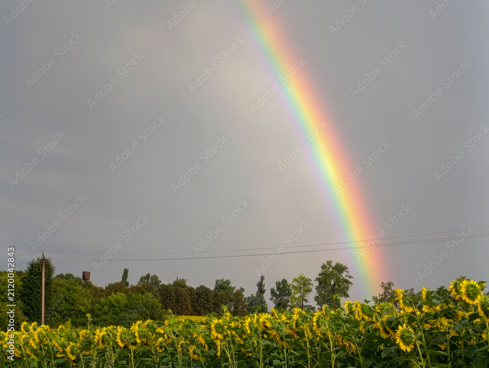 Obraz premium Bright Vivid Rainbow Appearing over Blooming Yellow Sunflower Farm
