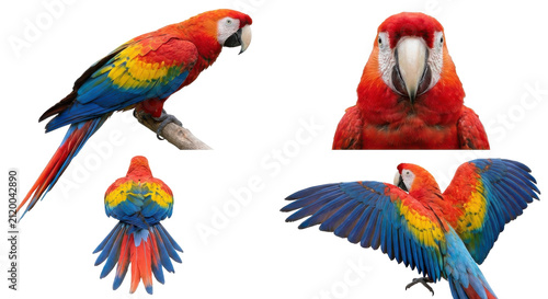 Collection of colorful tropical bird angles including side profile close up back view and flight isolated