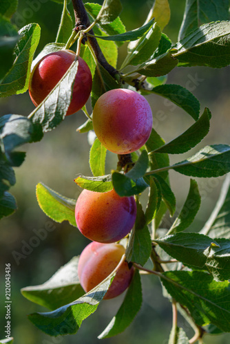 Susine - Prugne