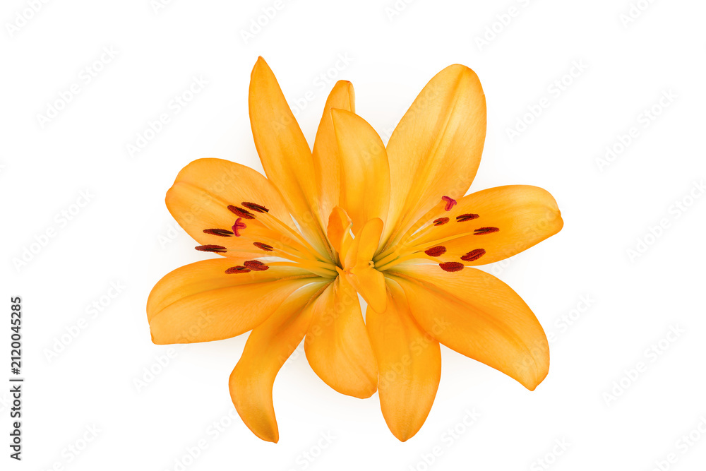 Obraz premium orange lily flower isolated on white background. Top view. Flat lay