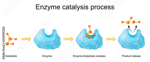 Fotografie How Enzymes Work. Enzyme catalysis process. Lock and key model