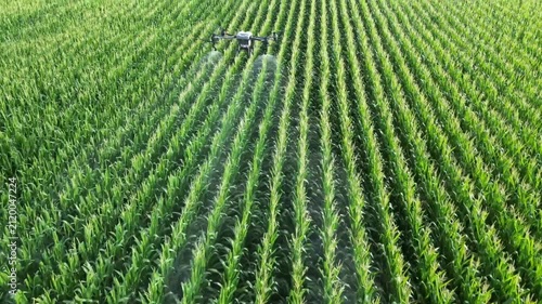 Drone Spraying Rows of Corn Crops in Field Video