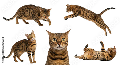 Bengal Cat Character Set in Different Poses Isolated