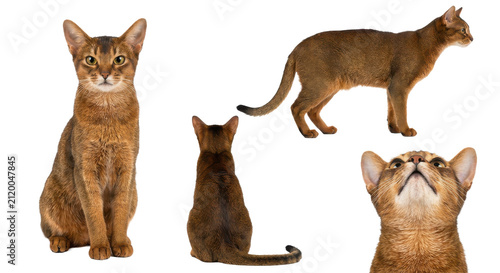 Collection of ruddy pedigree pet angles including profile close up and sitting isolated