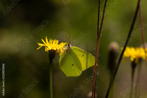 фотографія Common brimstone butterfly Gonepteryx rhamni feeding on a wildflower in Silesian