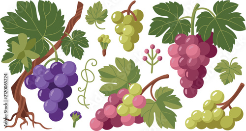 Grape Varieties Vector Element Set with Red, Purple, and Green Bunches, Grapevine Branches, and Leaves for Vineyard Branding, Winemaking Industry, and Organic Food Packaging Layouts