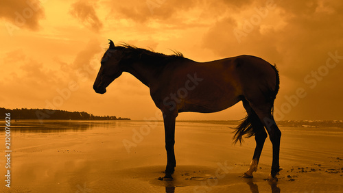 Horse Silhouette On Peaceful Sandy Beach