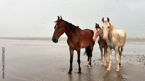 Horses Standing Along Sandy Beach