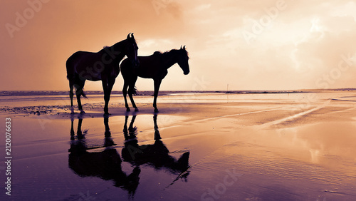 Horses At Golden Beach Sunset
