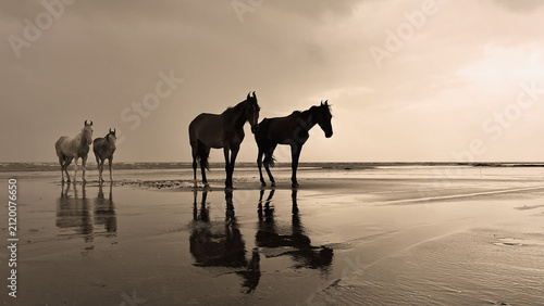 Horses Standing Beneath Dramatic Coastal Sky