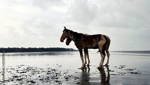Horses Standing On Quiet Beach