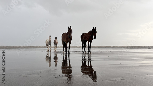 Horses Standing On Reflective Beach
