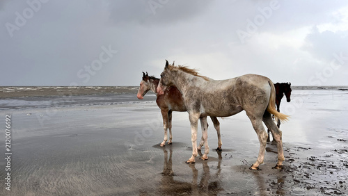 Horses Standing On Coastal Beach