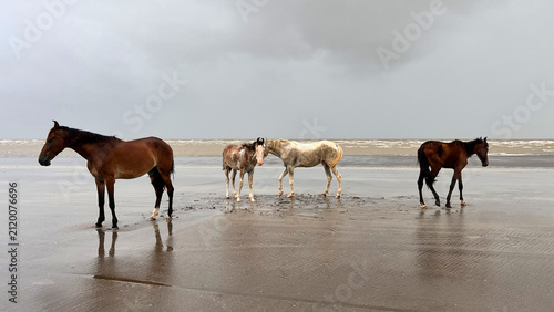 Horses Standing Peacefully Across Rainy Beach