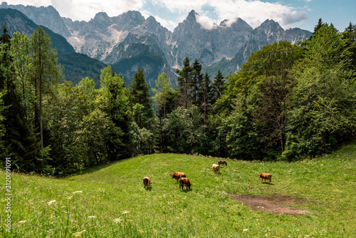 Photography View in Kranjska Gora on the edge of Triglav National Park in Slovenia, towards