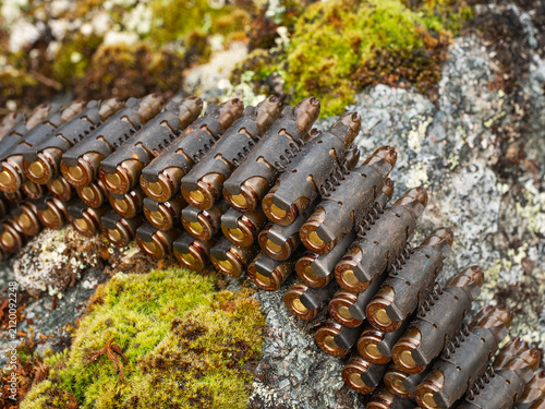 A MG 34 machine gun belt loaded with blank cartridges.