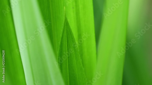 Close-Up of Young Pandan Leaves Emerging