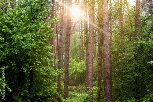 Sun rays shining through lush green forest trees