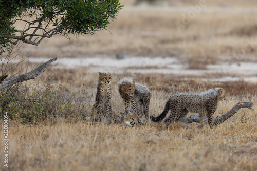 Cheetah cubs in the wild