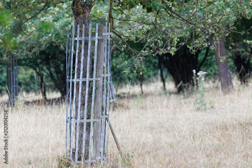 Quadro su tela protection