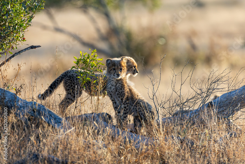 Cheetah cubs in the wild