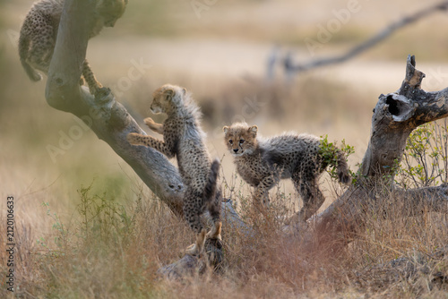 Cheetah cubs climbing around a dead tree