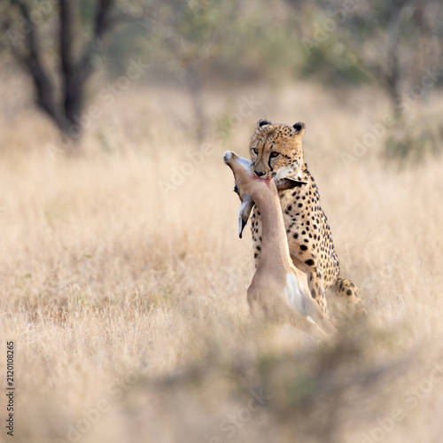 Fotografía A cheetah suffocating an impala