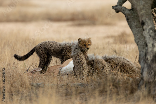 Photography Cheetah cubs feeding on an impala carcass