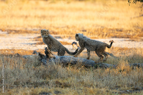 Playful cheetah cubs in golden light
