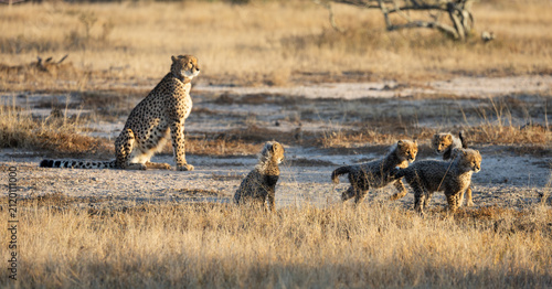 Playful cheetah cubs in golden light