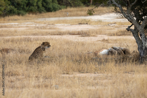 A cheetah family feasting on an impala carcass