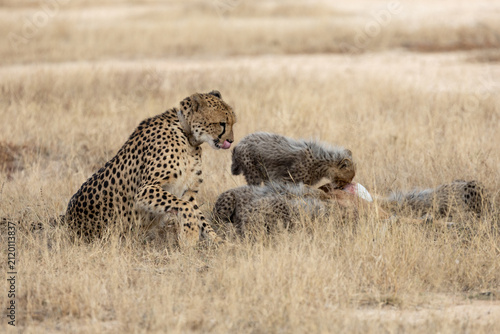 A cheetah family feasting on an impala carcass