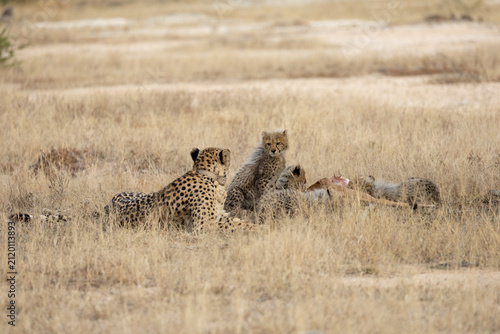 A cheetah family feasting on an impala carcass