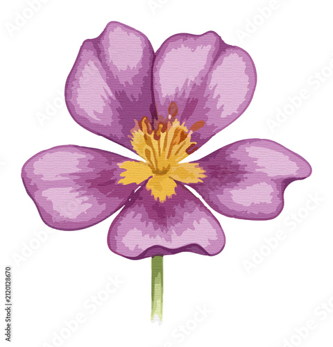 Fotografie Artistic purple rockrose flower illustration with textured petals and yellow sta