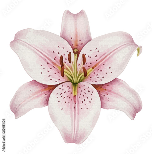Canvastavla Beautiful pink watercolor oriental lily flower with detailed spotted petals and