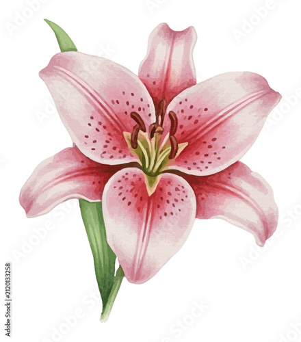 Konstfotografi Beautiful blooming stargazer lily with pink spotted petals and green leaves pain