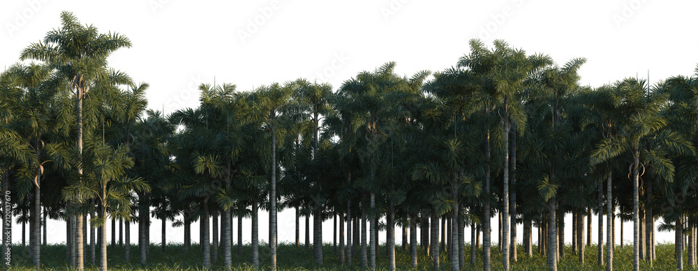 Fototapeta premium Syagrus sancona.001 tree line, Forest Edge, Backdrop cutout, isolate transparent background, Dense palm grove landscape with tall trees, lush tropical foliage, nature scene