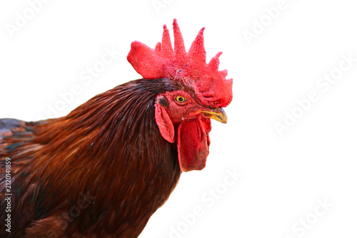 Rooster Portrait: A majestic rooster with a vibrant red comb and striking brown plumage stands proudly, its alert eye surveying its surroundings.