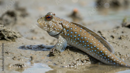 Blue spotted mudskipper or amphibious fish (Periophthalmodon schlosseri) defend their patch of mud and microbes with a display banner-like fins and rounds of jousting at Parit Java, Muar, Malaysia
