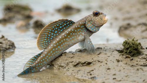 Blue spotted mudskipper or amphibious fish (Periophthalmodon schlosseri) defend their patch of mud and microbes with a display banner-like fins and rounds of jousting at Parit Java, Muar, Malaysia
