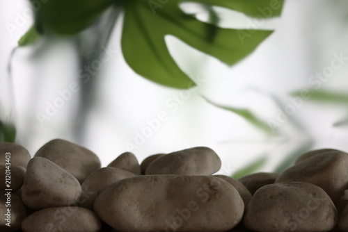 Leaves of indoor plants and pebbles.