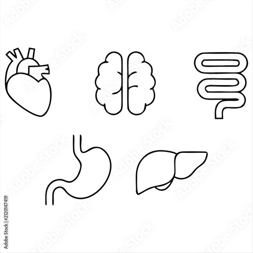 Human Internal Organs Line Icon Set – Heart, Lungs, Stomach, Intestine and Liver