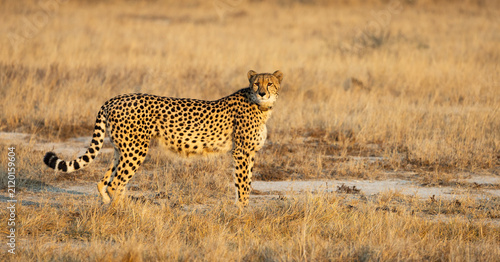 A cheetah in golden light